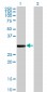 FCN1 Antibody (monoclonal) (M06)